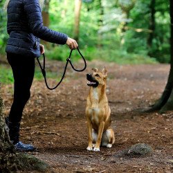 lionto – Smycz typu retriever 2w1 (smycz + obroża), 120 cm, czarna