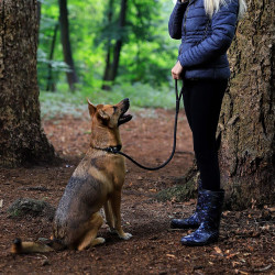 lionto – Smycz typu retriever 2w1 (smycz + obroża), 120 cm, czarna