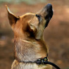 lionto – Smycz typu retriever 2w1 (smycz + obroża), 120 cm, czarna